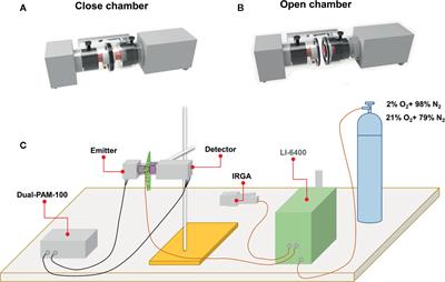 Contrasting Responses of Plastid Terminal Oxidase Activity Under Salt Stress in Two C4 Species With Different Salt Tolerance